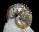 Beautiful, Hoploscaphites Ammonite - South Dakota #77844-1